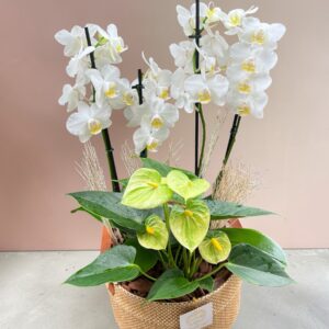 Orquídea Rústica Branca