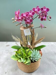 Orquídea Rústica Coquetel