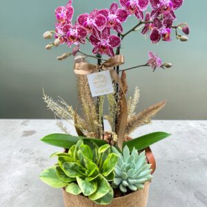 Orquídea Rústica Coquetel