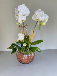 Orquídea Elegance no Aquário