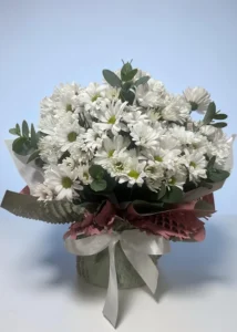 Mimo de Margarida