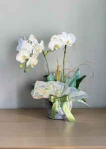 Orquídea Branca Duas Hastes