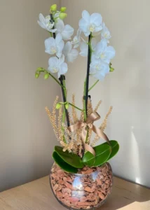 Orquídea no Aquário Branca