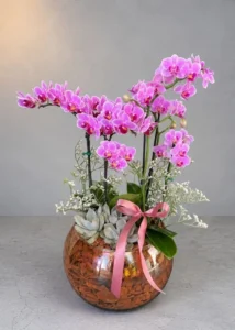 Orquídea no Aquário Rose