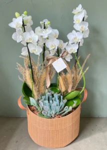Orquídeas brancas Rústica