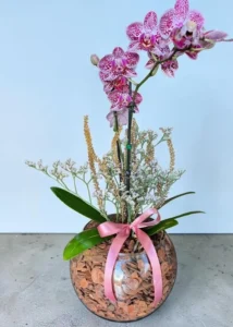 Orquídea no Aquário