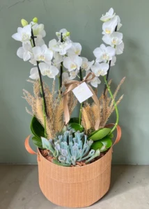 Orquídea Rústica Fina Embalagem