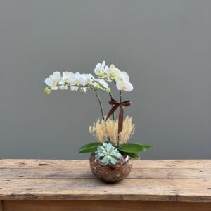 Orquídea no Aquário