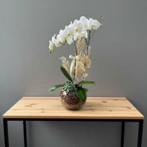 Orquídea no Aquário Alta 65