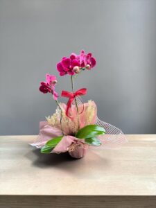 Orquídea Marsalla
