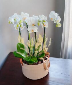 Orquídea Rústica Fina Beleza
