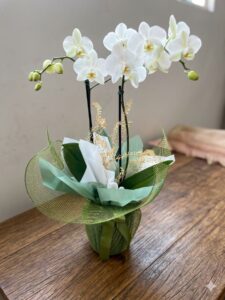 Orquídea Branca Duas hastes