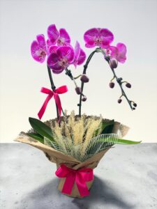 Orquídea Phaleanopis Rose GRANDE