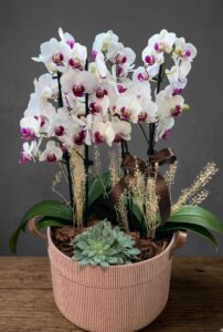 Finas Orquídeas de Quatro hastes Rústicas
