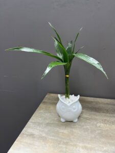 Bamboo da Sorte Coruja