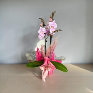 Orquídea Mini Colors