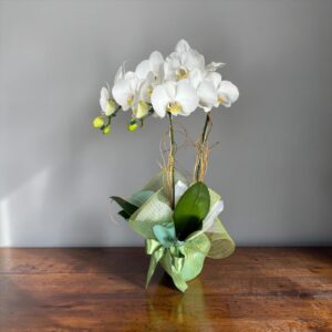 Orquídea Branca Premium