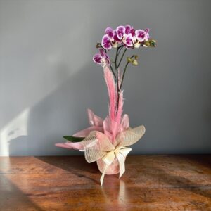 Orquídea Lilás
