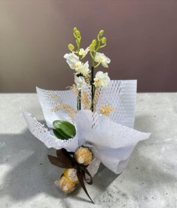 Orquídea Baby com Chocolate.
