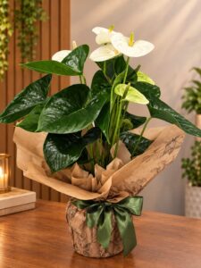 Elegance Anthurium