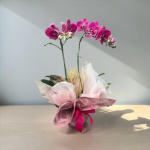 Orquídea Marsala
