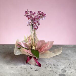 Orquídea Mimo🌸