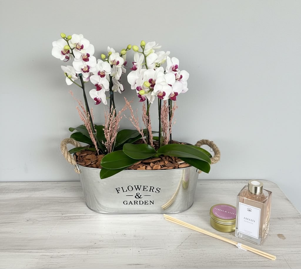 Box Garden Aromas