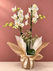 Mini Orquídea Branca