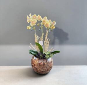 Orquídea Amarelo Suave