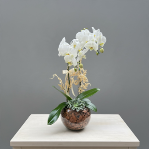Orquídea no Aquário Branco.