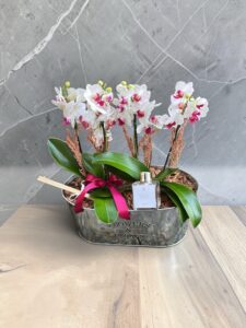 Box Garden Aromas